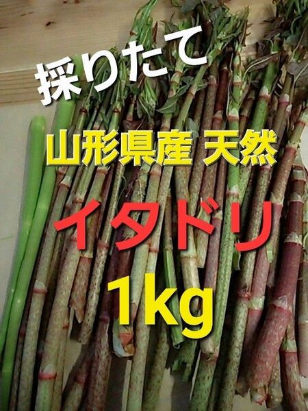 山形県産 天然 イタドリ 1kg