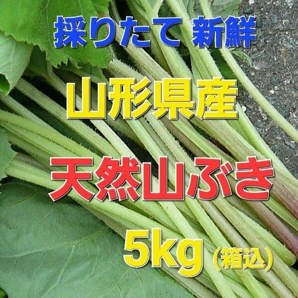 山形県産 天然 山ぶき 5kg
