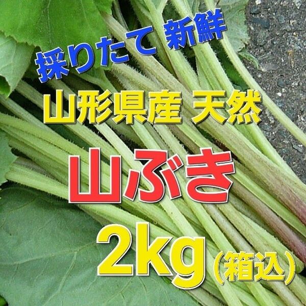 山形県産 天然 山ぶき 2kg