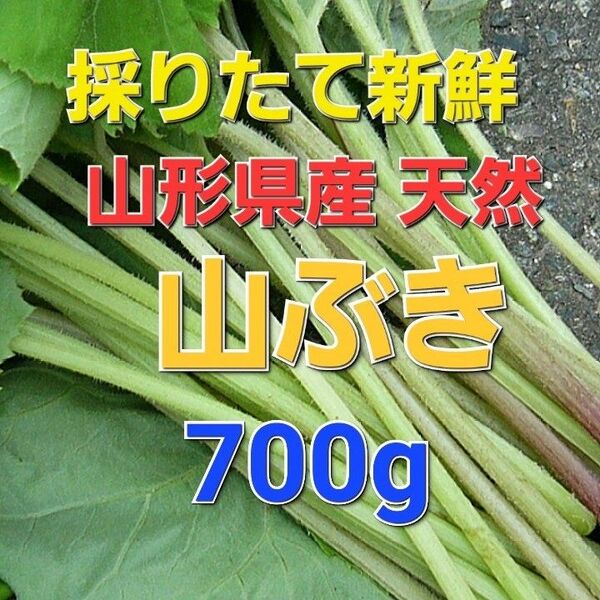 山形県産 天然 山菜 山ぶき 700g