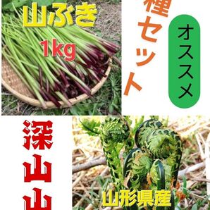 オススメ 山形県産山菜二種セット