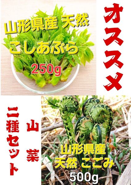 山形県産 天然 こごみ500g&こしあぶら250gセット