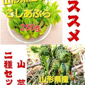 山形県産 天然 山菜二種セット(こごみ500g&こしあぶら250g)