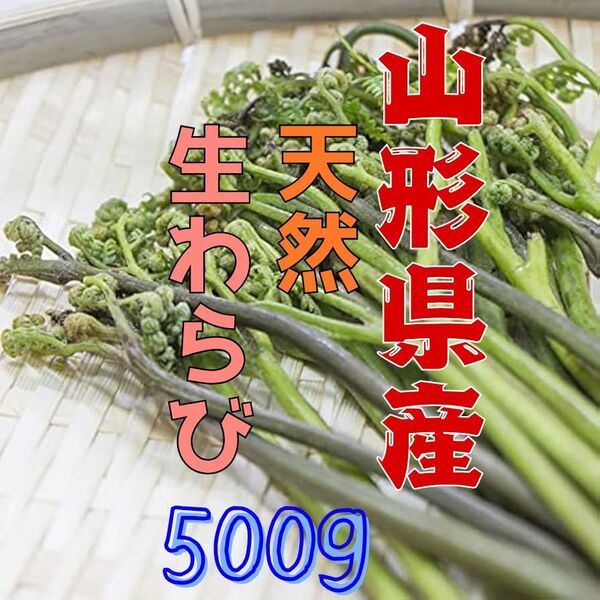 山形県産 天然生わらび 500g