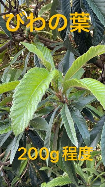 愛媛県産 びわの葉 200g 無農薬