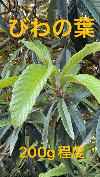 愛媛県産びわの葉 200g 無農薬