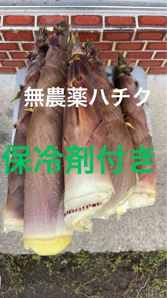 愛媛県産 朝採り 無農薬 泡竹 ハチク 5キロ 保冷剤付き