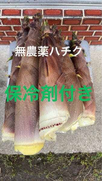 愛媛県産 朝採り 無農薬 泡竹 ハチク 4キロ 保冷剤付き