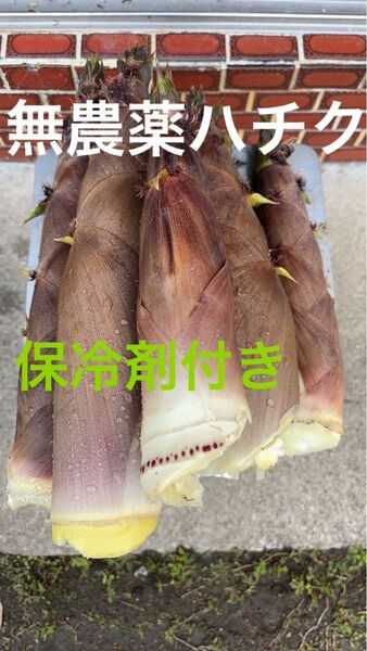 愛媛県産 天然泡竹 朝採り 無農薬 3キロ(10本くらい)保冷剤付き