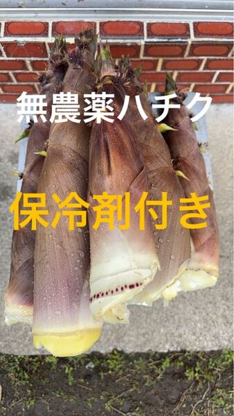 愛媛県産 無農薬 朝採り 泡竹 ハチク 4キロ 保冷剤付き