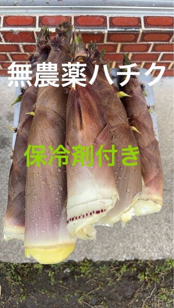 愛媛県産 朝採り 無農薬 泡竹 ハチク 4キロ 保冷剤付き