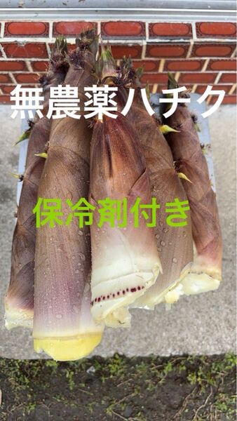 愛媛県産 朝採り 無農薬 希少な泡竹 ハチク 3キロ 保冷剤付き