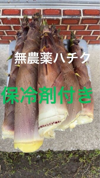 愛媛県産 朝採り 無農薬 希少な泡竹 ハチク 3キロ 保冷剤付き