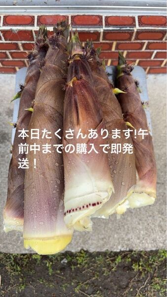愛媛県残念 無農薬 泡竹 ハチク 3キロ 保冷剤付き 本日値下げ!