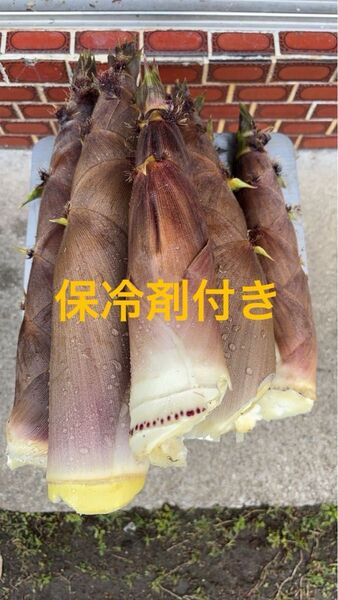 愛媛県産 無農薬 朝採り 泡竹 ハチク 3キロ 保冷剤付き