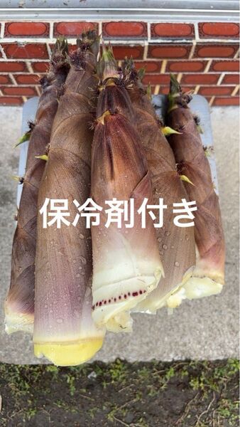 愛媛県産 朝採り 無農薬 泡竹 ハチク 3キロ 保冷剤付き 土日即発送!