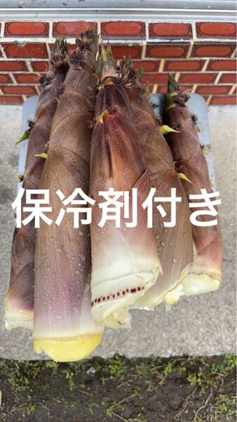 愛媛県産 朝採り 無農薬 泡竹 ハチク 3キロ 保冷剤付き 土日即発送!
