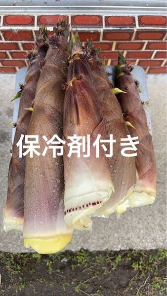 愛媛県産 朝採り 無農薬 泡竹 ハチク 5キロ 保冷剤付き 土日即発送!