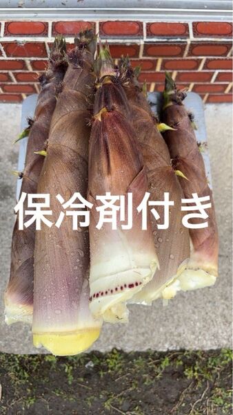 愛媛県産 朝採り 無農薬 泡竹 ハチク 3キロ 保冷剤付き 土日即発送!