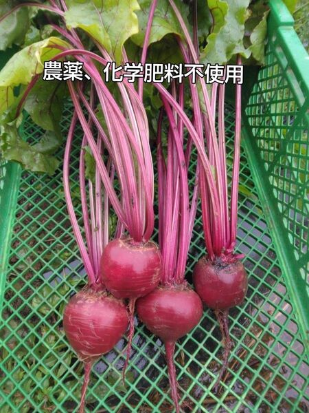 農薬、化学肥料不使用ビーツ約2.5キロ