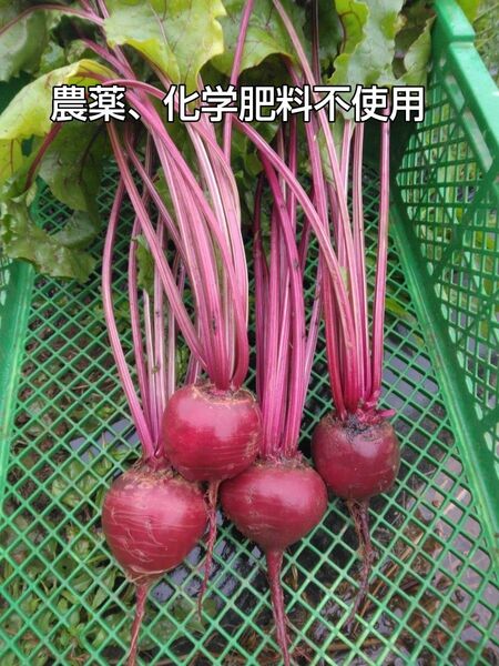 農薬、化学肥料不使用ビーツ約2.5キロ