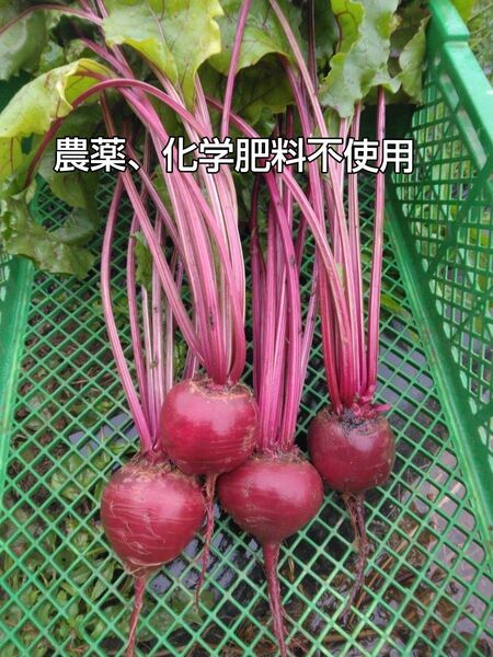 農薬、化学肥料不使用ビーツ約2.5キロ
