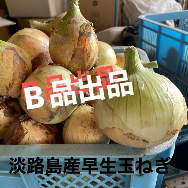 淡路島産早生玉ねぎ