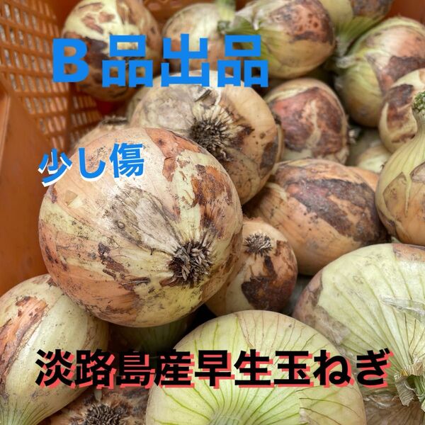 淡路島産早生玉ねぎ