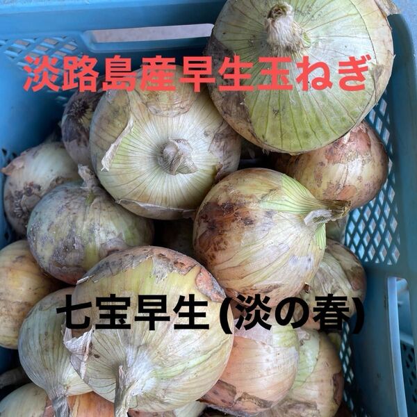淡路島産早生玉ねぎ