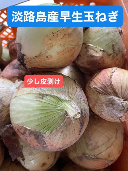 淡路島産早生玉ねぎ