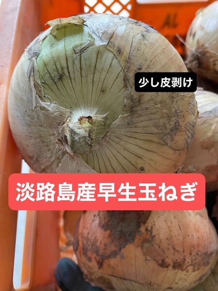 淡路島産早生玉ねぎ