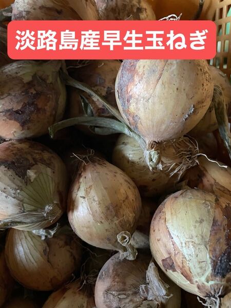 淡路島産早生玉ねぎ