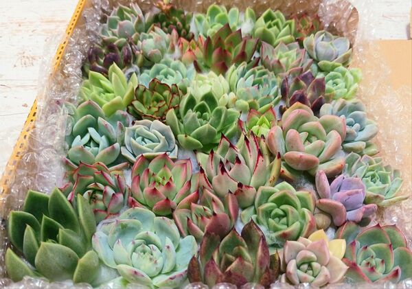 多肉植物 カット苗 韓国苗 セット8