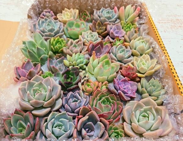 多肉植物 カット苗 白牡丹ミックス セット7
