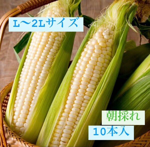 数量限定販売 朝採れ発送 スイートコーン 10本入