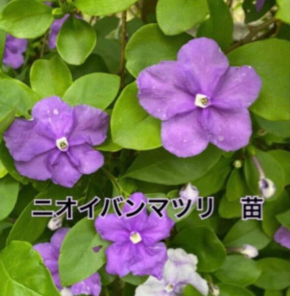 バンマツリ 苗 2本 ネコポス箱 ヤマト営業所発送 ニオイバンマツリ 紫~白へと花色が変化 芳香