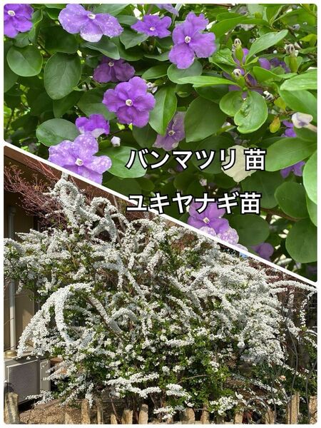 バンマツリ ユキヤナギ 苗セット ネコポス箱 ヤマト営業所発送 ニオイバンマツリ