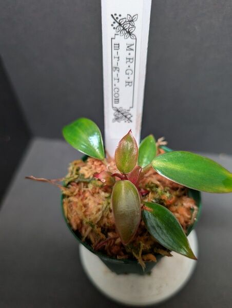 Philodendron sp. 'Red Congo Compacta'