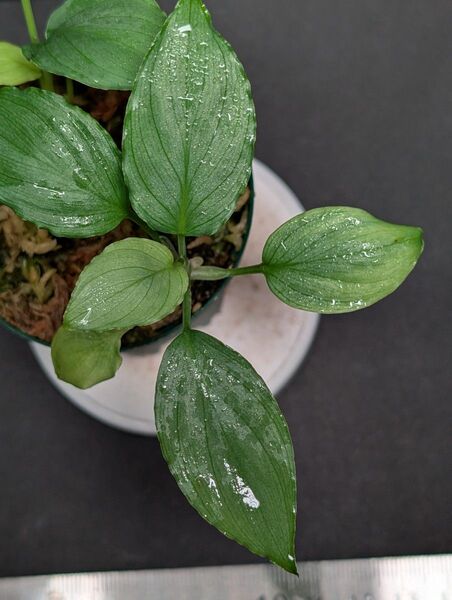 Homalomena sp.緑銀 West Java