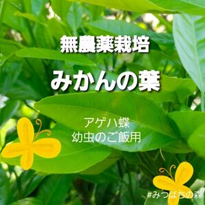 無農薬栽培 みかんの葉 アゲハ蝶 幼虫 餌 若葉 枝 ミカン