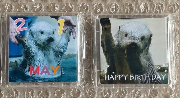 鳥羽水族館 5/9 ラッコのメイ お誕生日 マグネットデザイン Happy birthday 2種セット メイちゃん キラちゃん