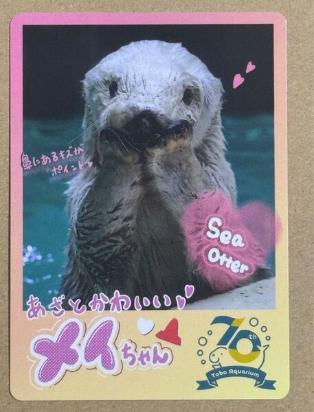 鳥羽水族館 TOBA AQUARIUMコレクションカード ラッコのメイちゃん メイキラ メイちゃん 未使用
