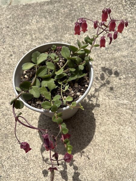多肉植物 カランコエ フィフィ抜き苗