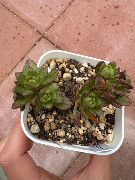 多肉植物 アーノルディ(小人の祭り×スパチュラツム)