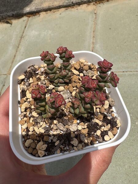 多肉植物 クラッスラ 小米星 抜き苗