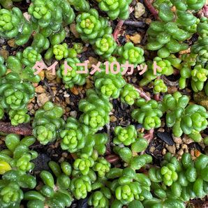 多肉植物 カット苗 7種計80カット