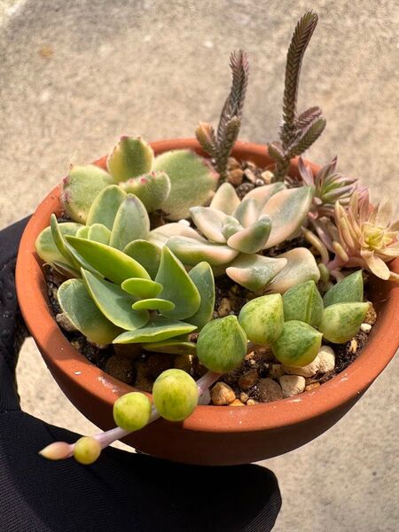 多肉植物 錦6種9カットセット