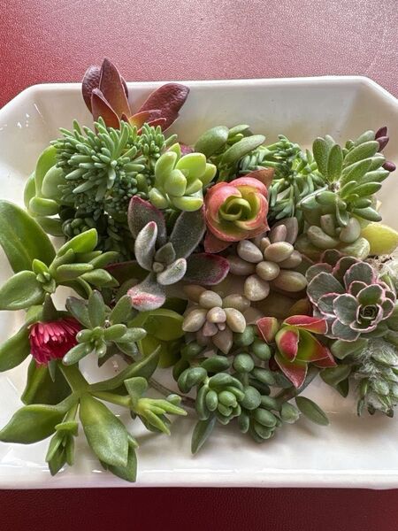 多肉植物 カット苗 ミックス多肉植物 寄せ植えに