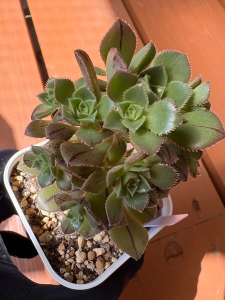 多肉植物 アエオニウム7点セット(サンデルシー、マスカエンセなど)