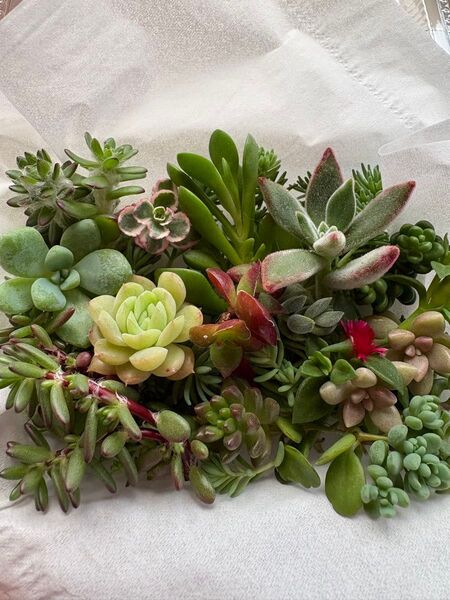 ミックス多肉植物 お任せ寄せ植えセット カット苗詰め合わせ 多肉植物